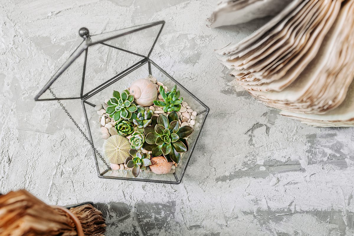 geometric glass vase with succulents, cactuses, stones and shells on gray cement table with old books. Scandinavian home decor, top view, selective focus