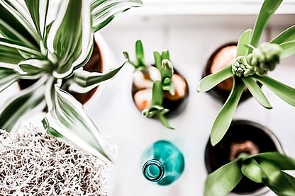 Urban Jungle: Die richtigen Pflanzen für dein Zuhause