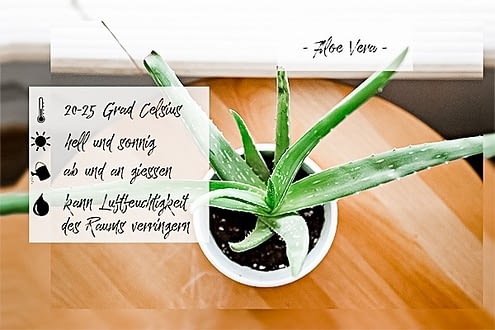 Green Boho - die Top 10 Küchenpflanzen