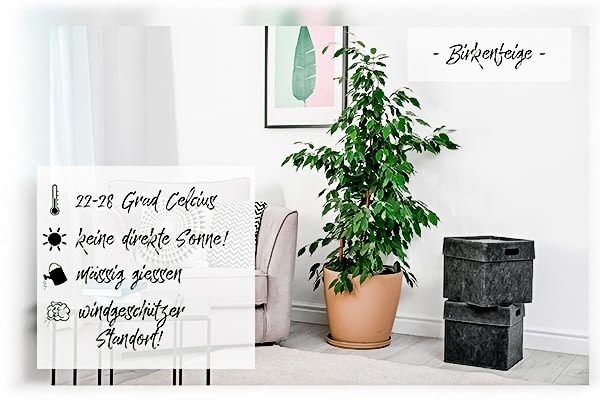 Green Boho - die Top 10 Küchenpflanzen