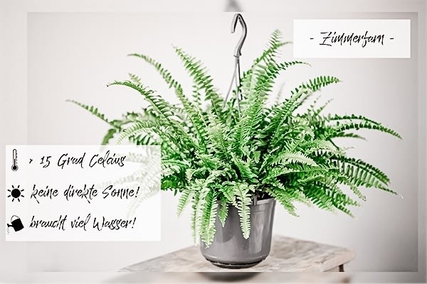 Green Boho - die Top 10 Küchenpflanzen