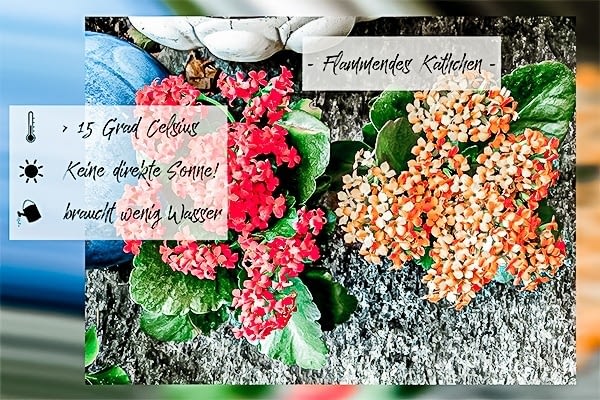 Green Boho - die Top 10 Küchenpflanzen